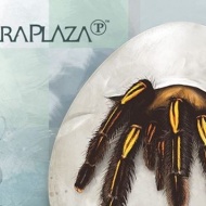 TerraPlaza Terrarisztika és Akvarisztika Expo 2018 TerraPlaza Terrarisztika és Akvarisztika Expo 2018