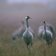 Madármegfigyelő túra a Balaton-felvidéki Nemzeti Park szervezésében 2018 Madármegfigyelő túra a Balaton-felvidéki Nemzeti Park szervezésében 2018