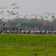Őszi darules a szegedi Fehér-tónál 2018 Őszi darules a szegedi Fehér-tónál 2018