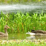 Vizes élőhelyek madarai, látogatás és ismerkedés a madarakkal a Körösvölgyi Állatparkban Vizes élőhelyek madarai, látogatás és ismerkedés a madarakkal a Körösvölgyi Állatparkban