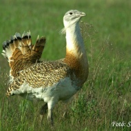 Túzok bemutatása, találkozás és ismerkedés a Körös-Maros Nemzeti Park címerállatával