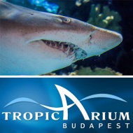 Tropicarium Budapest, látogatás Közép-Európa legnagyobb tengeri akváriumában Tropicarium Budapest, látogatás Közép-Európa legnagyobb tengeri akváriumában