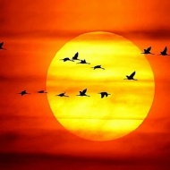 Madarász túra a tiszafüredi Szabics Kikötő szervezésében Madarász túra a tiszafüredi Szabics Kikötő szervezésében