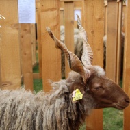 Hortobágyi racka nap és kos árverés 2019 Hortobágyi racka nap és kos árverés 2019