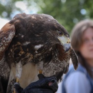 Ragadozó madarak etetése és bemutató a Pécsi Állatkertben a Natura 2000 Parkban Ragadozó madarak etetése és bemutató a Pécsi Állatkertben a Natura 2000 Parkban