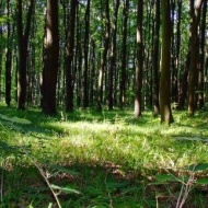 Fekete harkály tanösvény Kaposvár-Töröcske, ökotúra a Zselicben, a Duna-Dráva Nemzeti Park területén Fekete harkály tanösvény Kaposvár-Töröcske, ökotúra a Zselicben, a Duna-Dráva Nemzeti Park területén