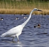 Górési tanösvény, ökotúra a Hortobágyi Nemzeti Parkban Górési tanösvény, ökotúra a Hortobágyi Nemzeti Parkban