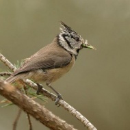 Őrségi Nemzeti Park Látogatóközpont látogatás, állandó kiállítások Kőszegen