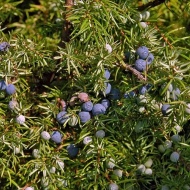 Boróka gyűjtése, gyógynövény ismereti előadás és séta a zánkai Gyógynövény-völgyben Boróka gyűjtése, gyógynövény ismereti előadás és séta a zánkai Gyógynövény-völgyben