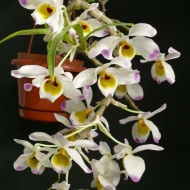 Orchidea és Bromélia Kiállítás és Vásár 2018 Vajdahunyadvár Budapest Orchidea és Bromélia Kiállítás és Vásár 2018 Vajdahunyadvár Budapest