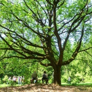 Föld Napja program 2018. Várjuk a Budakeszi Arborétumban Föld Napja program 2018. Várjuk a Budakeszi Arborétumban