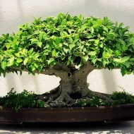 Egyetemi Bonsai Club 2017. évi előadások, programok, rendezvények Egyetemi Bonsai Club 2017. évi előadások, programok, rendezvények