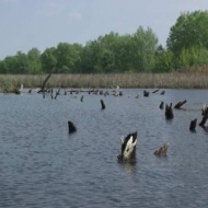 Tisza-tavi csónakázás, átkelő túra túravezetővel a Szabics Kikötőből Tisza-tavi csónakázás, átkelő túra túravezetővel a Szabics Kikötőből