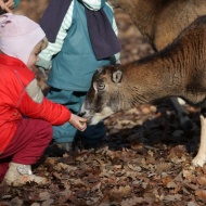 Állatsimogató a Budakeszi Vadasparkban Állatsimogató a Budakeszi Vadasparkban