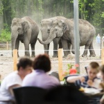 Zöld Piramis, Ócenárium, Esőerdőház, Tarzan ösvénye, látogatás az állatparkban Nyíregyházán Zöld Piramis, Ócenárium, Esőerdőház, Tarzan ösvénye, látogatás az állatparkban Nyíregyházán
