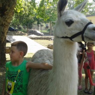 Állatsimogatás Pécsen kicsiknek és nagyoknak a Pécsi Állatkertben