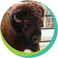 Amerikai bölények etetése látványprogram, Vad Találkozások a Pécsi Állatkertben