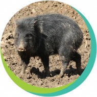 Pekari a Pécsi Állatkertben Pekari a Pécsi Állatkertben