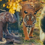 Afrika élővilágának bemutatása Nyíregyházán a Sóstó Zoo-ban Afrika élővilágának bemutatása Nyíregyházán a Sóstó Zoo-ban
