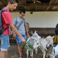 Nyíregyházi állatsimogató a Sóstói Múzeumfaluban Nyíregyházi állatsimogató a Sóstói Múzeumfaluban