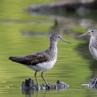 Duna-Dráva Nemzeti Park programok 2024 Pécs