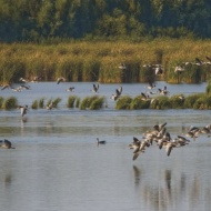 Fertő-Hanság Nemzeti Park programok 2018 Fertő-Hanság Nemzeti Park programok 2018
