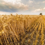 Szántóföldi Napok 2019. NAK Szántóföldi Napok és AgrárgépShow Mezőfalva Szántóföldi Napok 2019. NAK Szántóföldi Napok és AgrárgépShow Mezőfalva