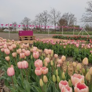Tulipánszüret 2025 Győrladamér. Tulipán `Szedd magad`