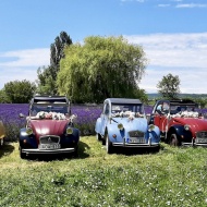 Autós felvonulás 2023 Tihany. Citroën 2CV Kacsa találkozó és felvonulás Eau De Tihany módra Autós felvonulás 2023 Tihany. Citroën 2CV Kacsa találkozó és felvonulás Eau De Tihany módra