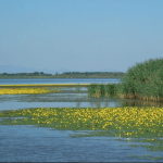 Tisza-tó bemutatása, látogatás a Tisza-tavi Ökocentrumban Poroszlón Tisza-tó bemutatása, látogatás a Tisza-tavi Ökocentrumban Poroszlón