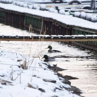 Tisza-tó gyalogtúrák vezetéssel a Szabics Kikötő szervezésében Tisza-tó gyalogtúrák vezetéssel a Szabics Kikötő szervezésében