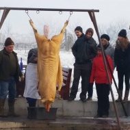 Disznótor csapatépítés program cégeknek egyedi helyszínen, az 1000 pincés Monori Pincefaluban