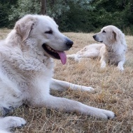 Kuvasz Központ programok 2022 Lajosmizse Kuvasz Központ programok 2022 Lajosmizse