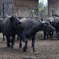 Bivalyrezervátum látogatás a Kis-Balatonnál