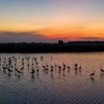 Darules a Hortobágyon, daruvonulás néző élménytúra szállással a tiszafüredi Balneum Hotelben Darules a Hortobágyon, daruvonulás néző élménytúra szállással a tiszafüredi Balneum Hotelben