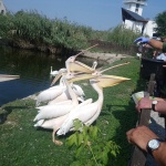 Állatetetés Poroszló - látványetetés a Tisza-tavi Ökocentrumban Állatetetés Poroszló - látványetetés a Tisza-tavi Ökocentrumban