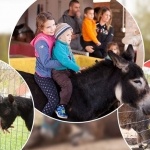 Nyaralás állatok között, önfeledt üdülés élményparkunkban a Katica Tanyán! Nyaralás állatok között, önfeledt üdülés élményparkunkban a Katica Tanyán!