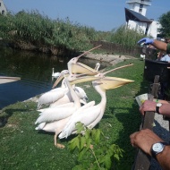 Kormorán és pelikán bemutató, látványetetések minden nap a Tisza-tavi Ökocentrumban