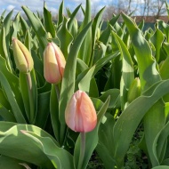 Tulipánszüret Mórahalom 2023 Tulipánszüret Mórahalom 2023