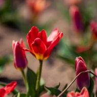 Tulipánszüret Kékcse 2024. Tulipán szedd magad  a TulipGarden Rétköz tulipánkertben