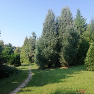 Látogatás a miskolci Avasi Arborétumban, a Dr. Adorján Imre Fenyőkertben