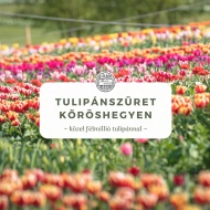 Tulipánszüret Kőröshegy 2025