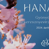 Cseresznyevirágzás 2023. Hanami, gyönyörködés a cseresznyevirágzásban Szegedi Füvészkertben