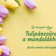 Tulipán szedd magad 2023 Kincsek Völgye Tulipán szedd magad 2023 Kincsek Völgye