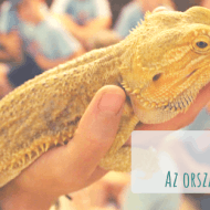 Állatkerti tábor Budapesten, Zoo tábor 6-12 éveseknek a Fővárosi Állat- és Növénykertben Állatkerti tábor Budapesten, Zoo tábor 6-12 éveseknek a Fővárosi Állat- és Növénykertben