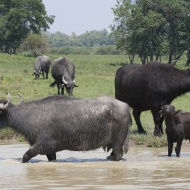 Bivalyrezervátum látogatás a Kis-Balatonnál Bivalyrezervátum látogatás a Kis-Balatonnál