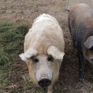 Garabonciás Farm, látogatás Zalakaros mellett egy működő parasztgazdaságban Garabonciás Farm, látogatás Zalakaros mellett egy működő parasztgazdaságban