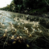 Tiszavirágzás Tisza-tó 2019 Tiszavirágzás Tisza-tó 2019