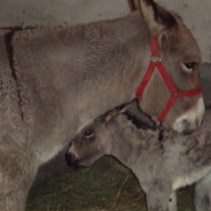 Szamárfarm látogatás Kiskunmajsán, a Jonathermál Fürdő szervezésében Szamárfarm látogatás Kiskunmajsán, a Jonathermál Fürdő szervezésében
