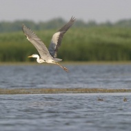 Vízimadarak nyomában, Tisza-tavi csónaktúra túravezetővel a Szabics Kikötőből